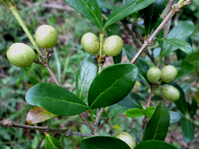 Coffea_sakarahae_fruit_Madagascar.JPG