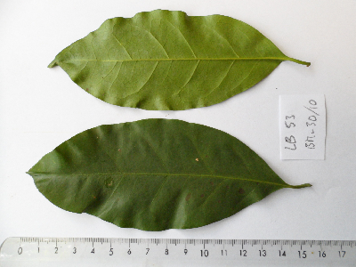 Coffea_salvatrix_Feuille_Mozambique.JPG