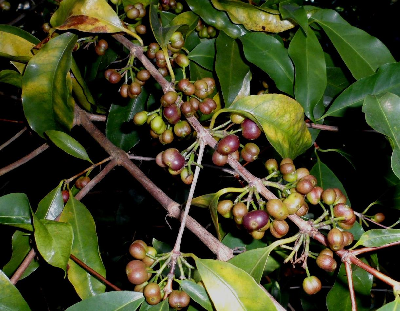 Coffea_salvatrix_fruit_Mozambique.JPG