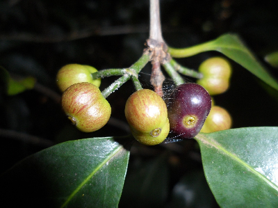 Coffea_salvatrix_fruit2_Mozambique.JPG