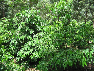 Coffea_salvatrix_Mozambique.jpg