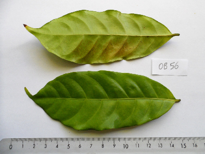 Coffea_sp_Congo_Feuille_CONGO.JPG