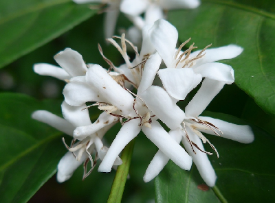 Coffea_sp_Congo_fleur_CONGO.JPG