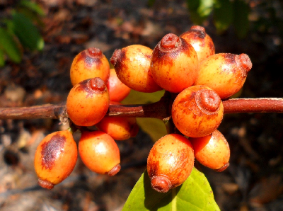 Coffea_sp_Congo_fruit_CONGO.JPG