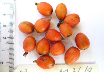 Coffea_sp_Congo_fruit2_CONGO.JPG