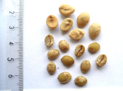 Coffea_sp_Congo_graine_CONGO.JPG