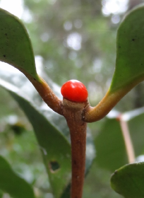 Coffea_sp_Fanambahy_cire_sur_bourgeon_Madagascar.jpg