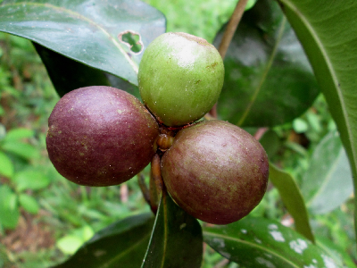 Coffea_sp_Fanambahy_fruit_Madagascar.JPG