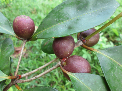 Coffea_sp_Fanambahy_fruit3_Madagascar.jpg