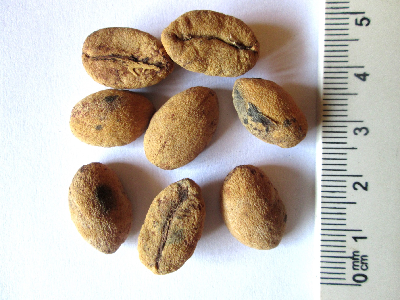 Coffea_sp_Fanambahy_graine_Madagascar.JPG