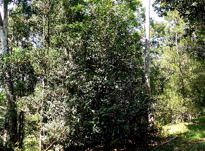 Coffea_sp_Fanambahy_Madagascar.JPG