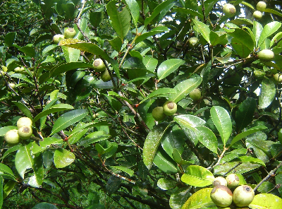 Coffea_sp_Fanambahy_ramification_Madagascar.JPG