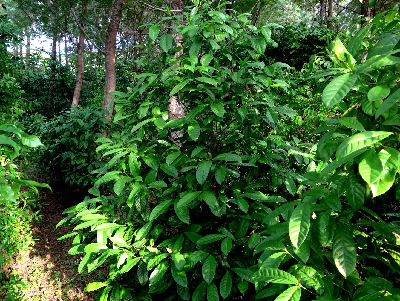 Coffea_sp_Koto_Cameroun.JPG