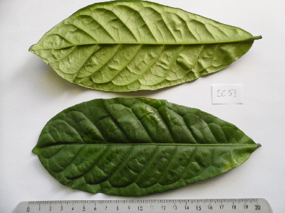 Coffea_sp_Koto_Feuille_Cameroun.JPG