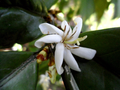 Coffea_sp_Koto_fleur_Cameroun.JPG