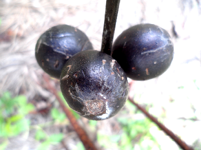 Coffea_sp_Koto_fruit_Cameroun.JPG