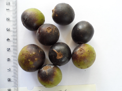 Coffea_sp_Koto_fruit2_Cameroun.JPG