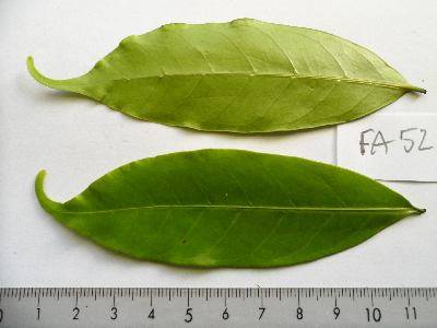 Coffea_stenophylla_Feuille_Cote_divoire.JPG