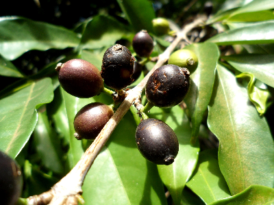 Coffea_stenophylla_fruit_Cote_divoire.JPG