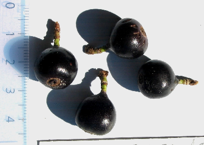 Coffea_stenophylla_fruit2_Cote_divoire.JPG