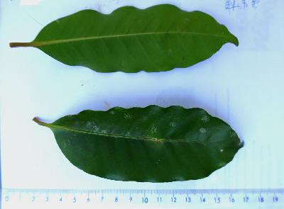 Coffea_tetragona_FeuilleMadagascar.JPG