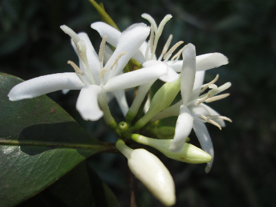 Coffea_tetragona_fleur_Madagascar.JPG