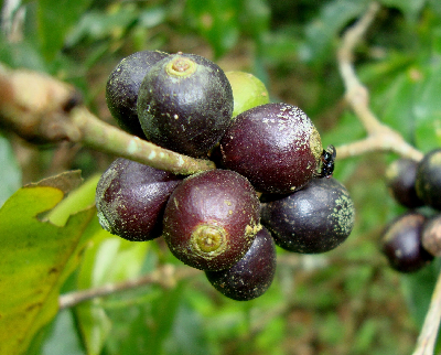 Coffea_tetragona_fruit_Madagascar.JPG