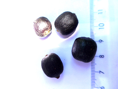 Coffea_tetragona_fruit2_Madagascar.JPG