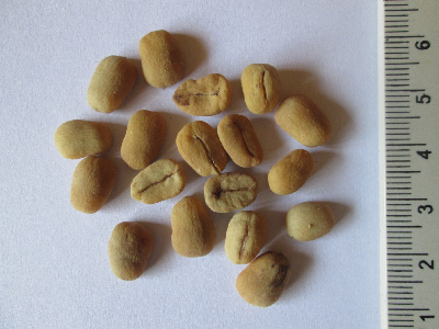 Coffea_tetragona_graine_Madagascar.JPG