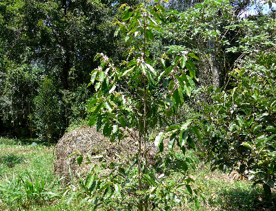 Coffea_tetragona_Madagascar.JPG