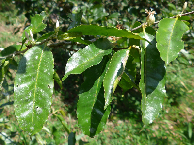 Coffea_tetragona_ramification_Madagascar.JPG