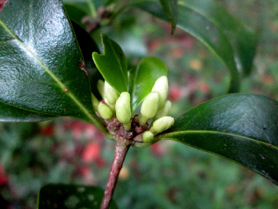 Coffea_tsirananae_boutons_floraux_Madagascar.JPG