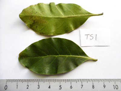 Coffea_tsirananae_Feuille_Madagascar.JPG