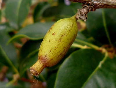 Coffea_tsirananae_fruit_Madagascar.JPG