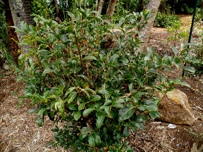 Coffea_tsirananae_Madagascar.JPG