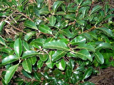 Coffea_tsirananae_ramification_Madagascar.JPG