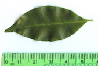 Coffea_vatovavyensis__Feuille_Madagascar.jpg