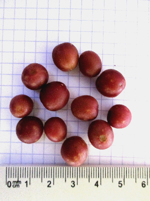 Coffea_vatovavyensis_fruit2__Madagascar.JPG