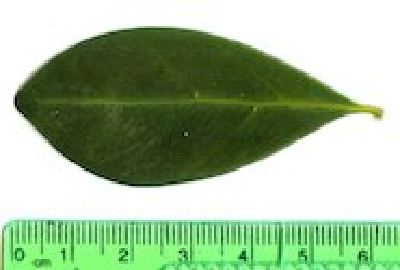 Coffea_vianneyi_Feuille_Madagascar.jpg