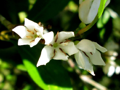 Coffea_vianneyi_fleur_Madagascar.JPG