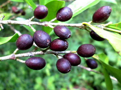 Coffea_vianneyi_fruit_Madagascar.JPG