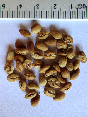 Coffea_vianneyi_graine_Madagascar.JPG