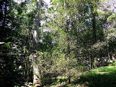 Coffea_vianneyi_Madagascar.JPG