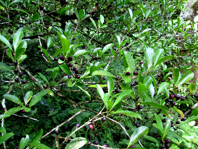 Coffea_vianneyi_ramification_Madagascar.JPG