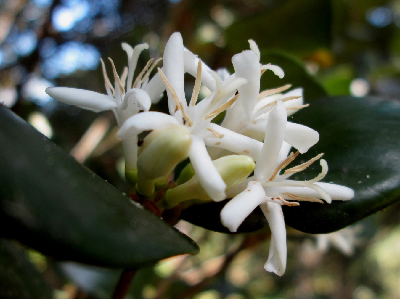 Coffea_vohemarensis_fleur_Madagascar.JPG