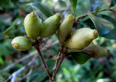 Coffea_vohemarensis_fruit_Madagascar.JPG