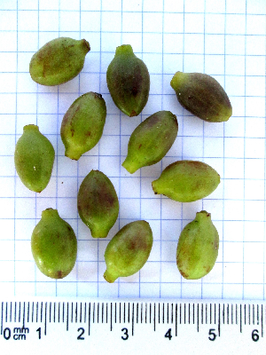 Coffea_vohemarensis_fruit2_Madagascar.JPG