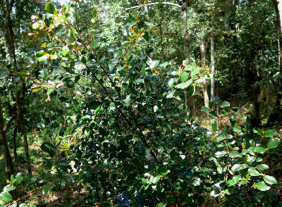 Coffea_vohemarensis_Madagascar.JPG