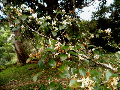 Coffea_vohemarensis_ramification_Madagascar.JPG