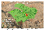 Land_cover_Maradi_2021_10m_7class.png